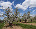 Orchard Blossom 112
